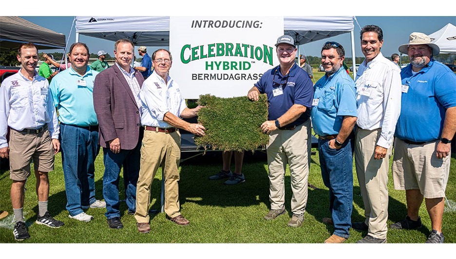 Mississippi State University releases Celebration Hybrid Bermudagrass