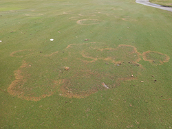 Ask the Expert: Prevent large patch in warm season fairways