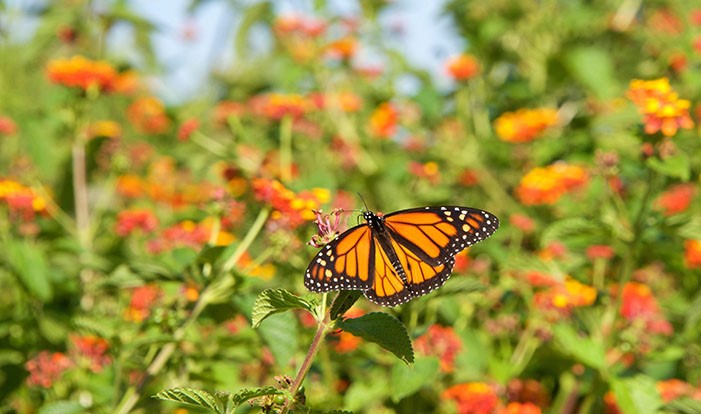 Monarchs in the Rough experiencing fast start