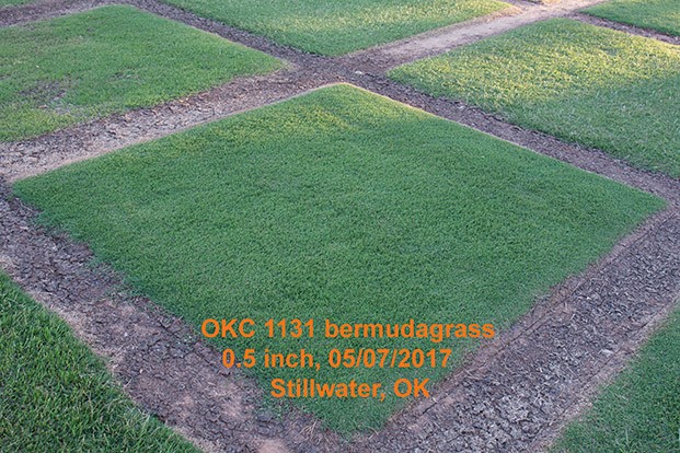 Oklahoma State University names Sod Production Services licensing agent for new Bermudagrass variety