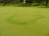 Looking ahead for fairy ring Golf Course Industry