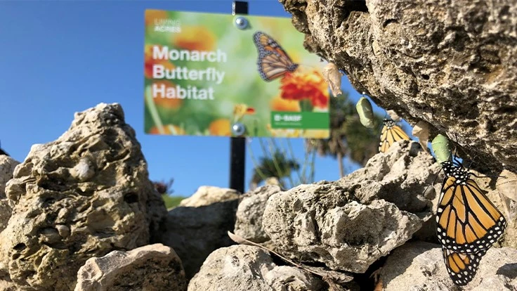 Photos courtesy of Chris Allen