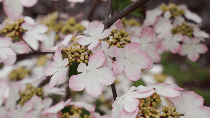 Viburnum Kilimandjaro Sunrise voted Plant of the Decade Golf Course