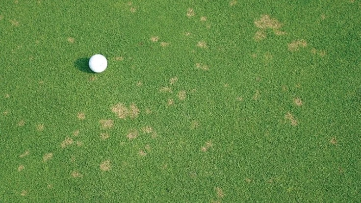 An effective fungicide rotation is a proven way to control dollar spot on playing surfaces.