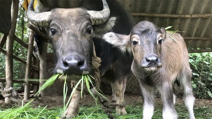 Baby Lulu (right) is the latest addition to a family of water buffalo at Laguna Golf Lang Co.
