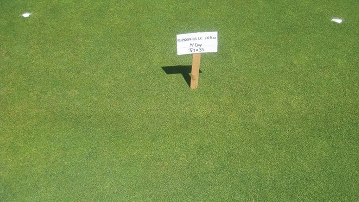Ascernity applied on creeping bentgrass at Rutgers. Ascernity is one of three new products Syngenta is unveiling.