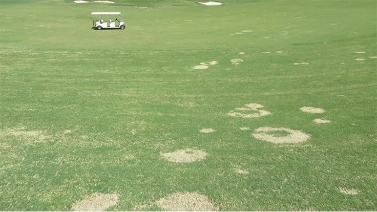 Spring dead spot produces patches ranging from 6 inches to 2 feet on Bermudagrass playing surfaces.