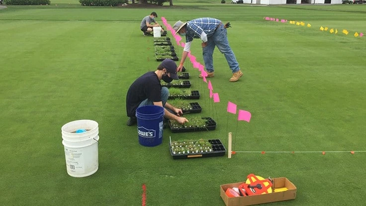 Doctoral candidate Chris Benson (top), David Huff, professor of turfgrass breeding and genetics (middle) and doctoral candidate Matt Sheltra preparing to plant an experiment on a Poa annua green at the Joseph E. Valentine Turfgrass Research Center at Penn State, University Park. 