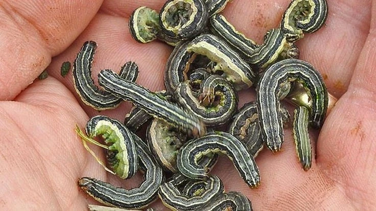 Fall armyworms