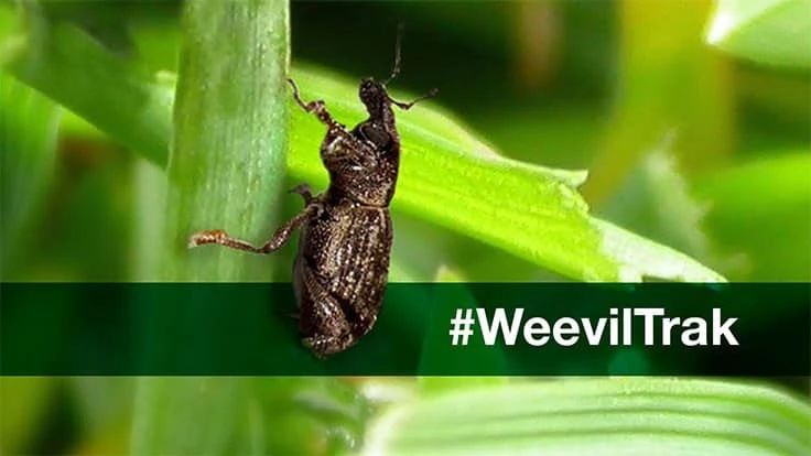 Courtesy of Syngenta 