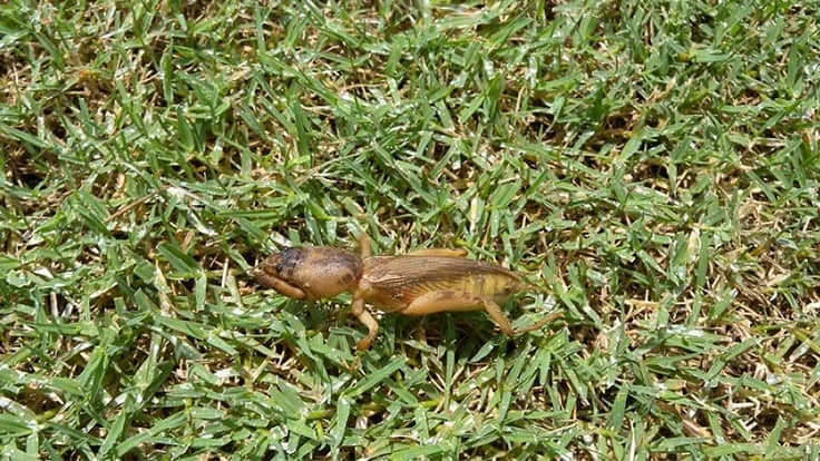 Courtesy of Syngenta 