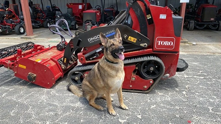 Gus, a six-year-old German Shepherd who lives with Myers Park Country Club assistant superintendent Bobby Sabour, poses with the Toro Dingo TX-1000 Wide Track.