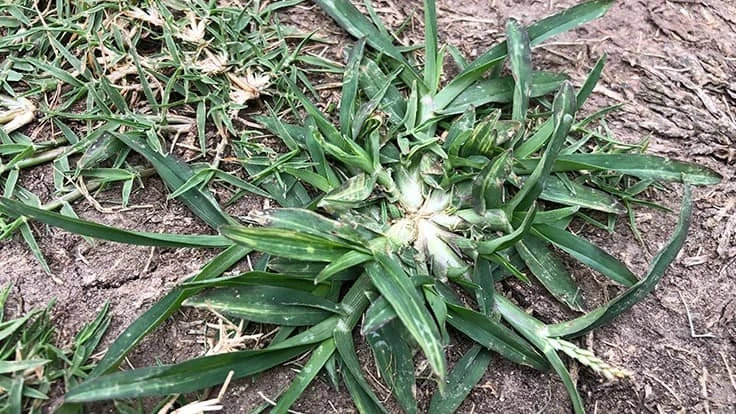 Courtesy of Eric Reasor/PBI-Gordon