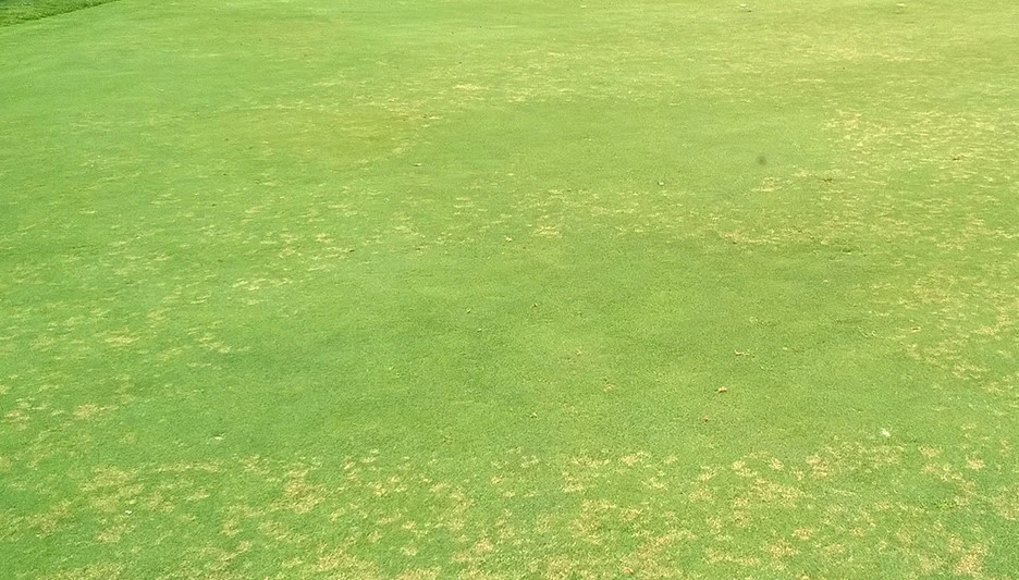 Dollar spot can wreak havoc on bentgrass during much of the year (image above). Encartis fungicide has exceeded expectations for providing exceptional control.