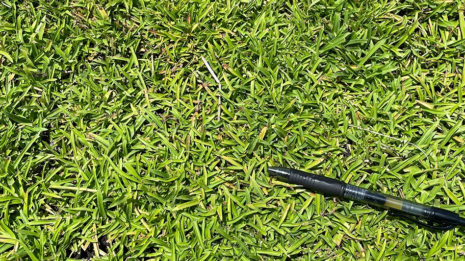 Doveweed can be a trick weed to control on golf courses.