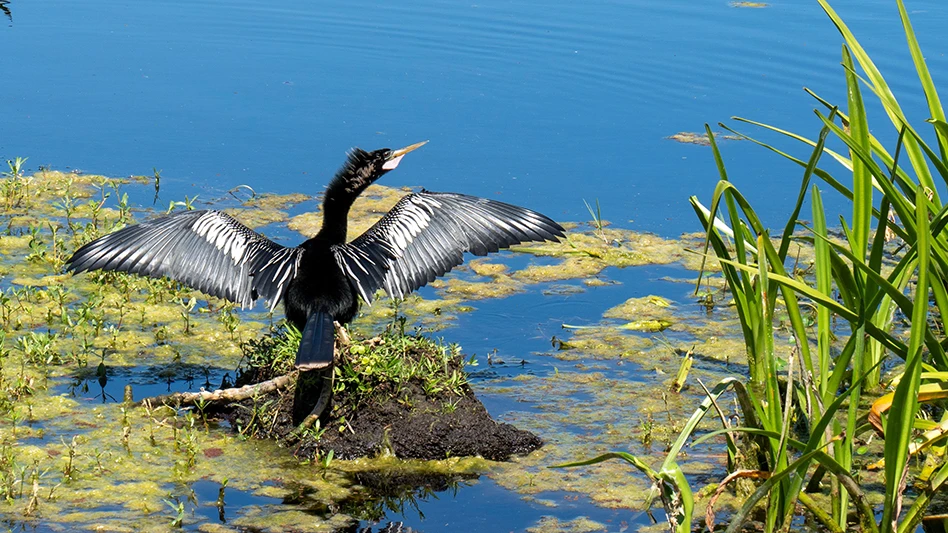 Courtesy of Tim Cann