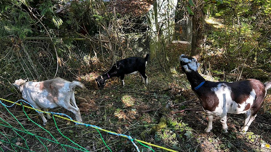 Three goats eat their way through the gully at Eastmoreland Golf course.