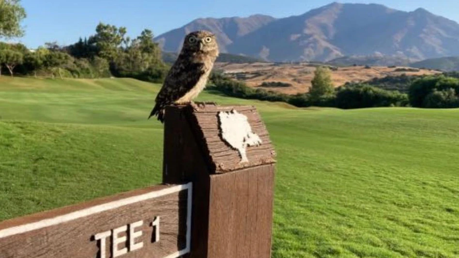 An owl atop a tee marker at Finca Cortesin in Spain.