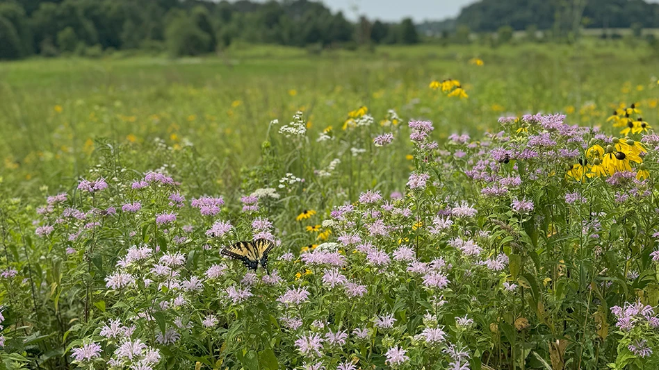 Wildflowers with a buttterfly