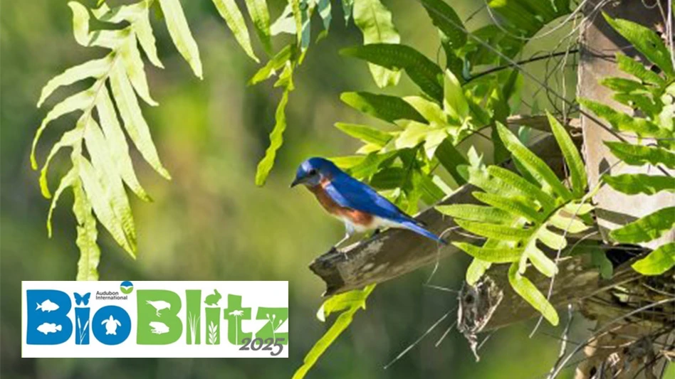 An eastern bluebird with golden polypody fern on Sabal palm at Naples Lake Country Club.