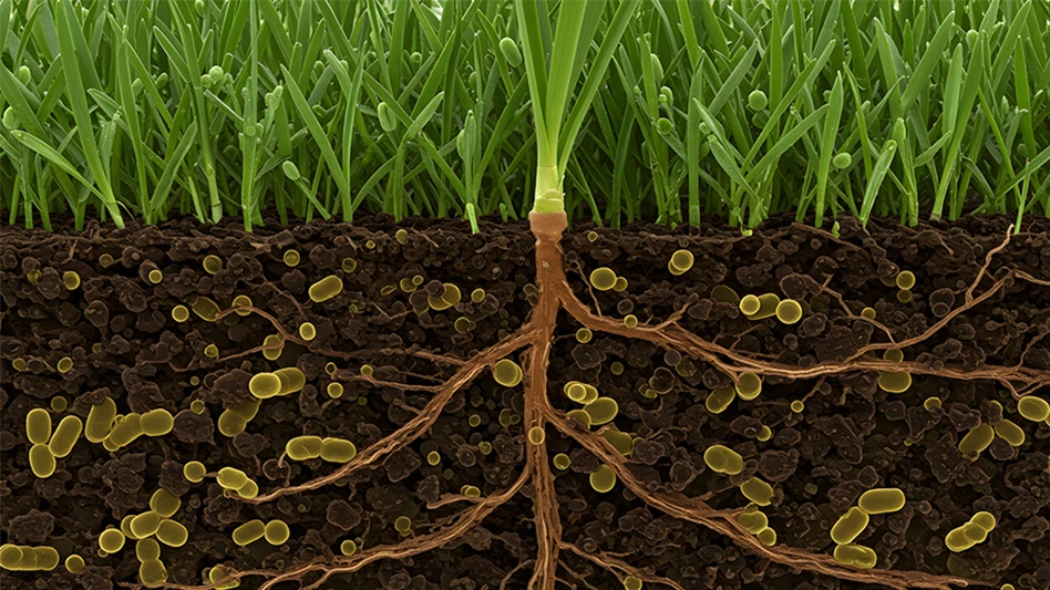 Plant roots and soil