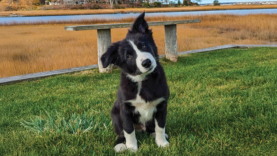 Mac the border collie