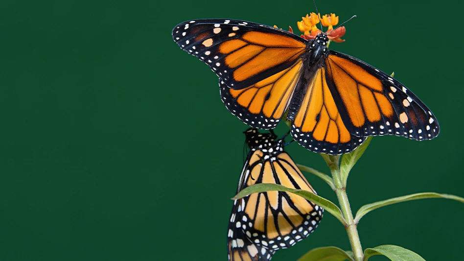 Two monarch butterfly on a flower.